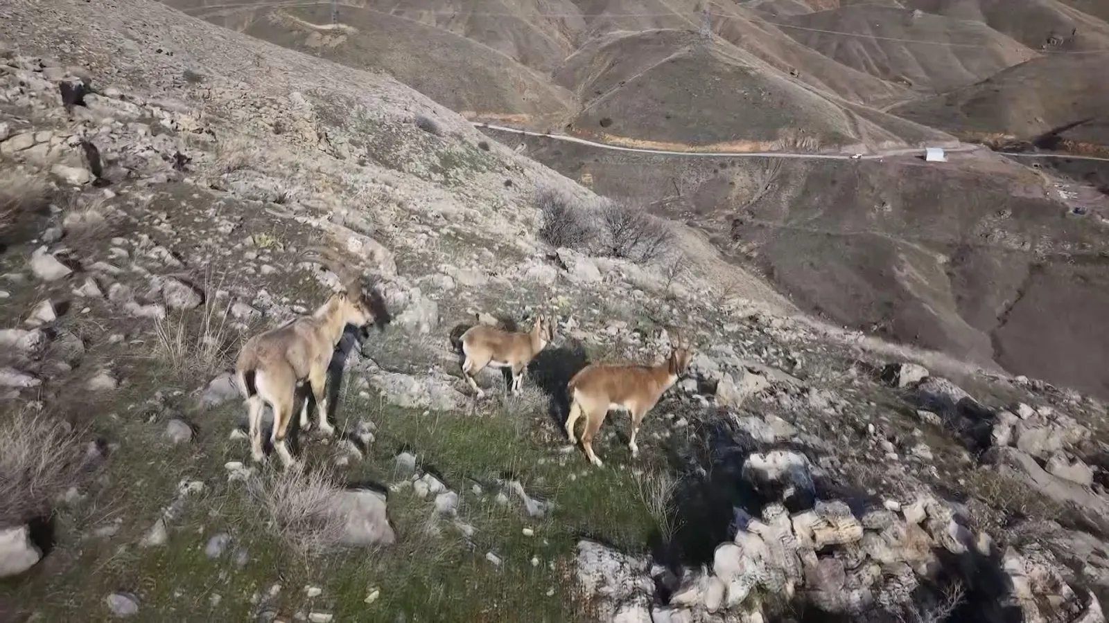 Keban'da Dağ Keçileri Drone İle Görüntülendi