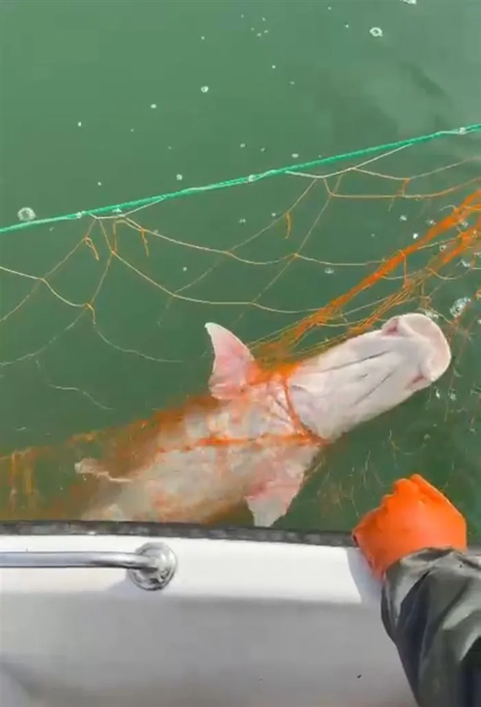 Elazığ'da 30 Kiloluk Dev Fırat Turnası Yakalandı